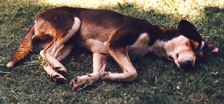 Koira siestalla