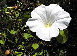 2009-NZ-Etelasaari-Kukka-1.jpg