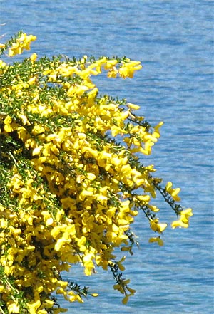 2009-NZ-Etelasaari-Kukka-3.jpg