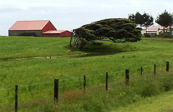2009-NZ-Etelasaari-Tuulen-vaikutusta-pensaikkoon.jpg