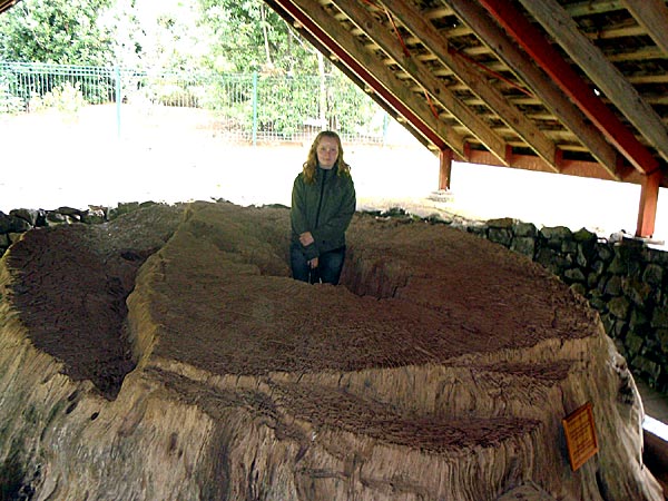 2009-NZ-Kauri-puu.jpg