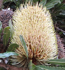 2011-AUS-Kukka-kai-tuokin-on.JPG