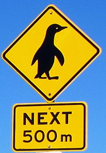 Pingviinivaroitus Stanleyn keskustassa