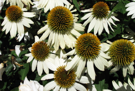 Ja lis&auml;&auml; kukkia Sydney Botanic Gardenissa